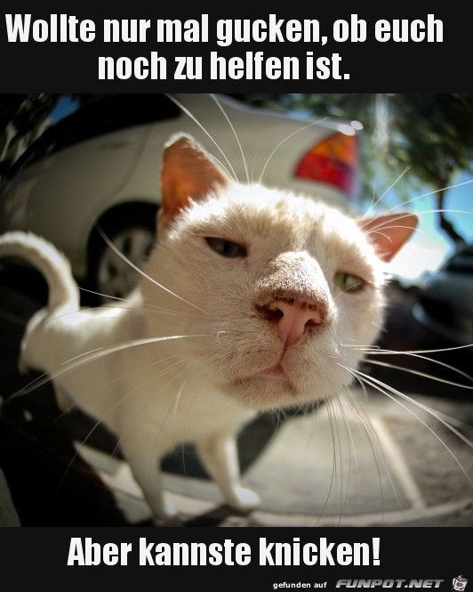 Wollte nur mal gucken ,ob euch noch zu helfen ist. 

Aber kannst knicken. 

Eine Katze schaut genervt um die Ecke. 