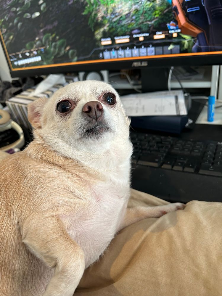 Several photos of a small chihuahua sitting in front of a keyboard