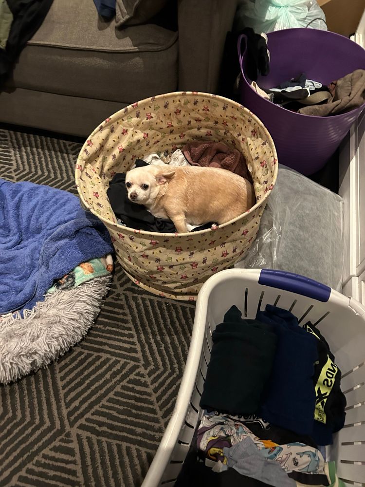 A small dog in a laundry basket.