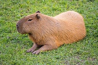Foto de uma capivara. 
