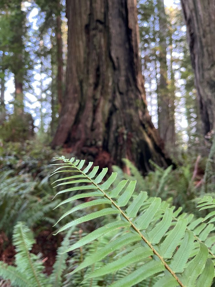 A fern in front of a redwood tree.