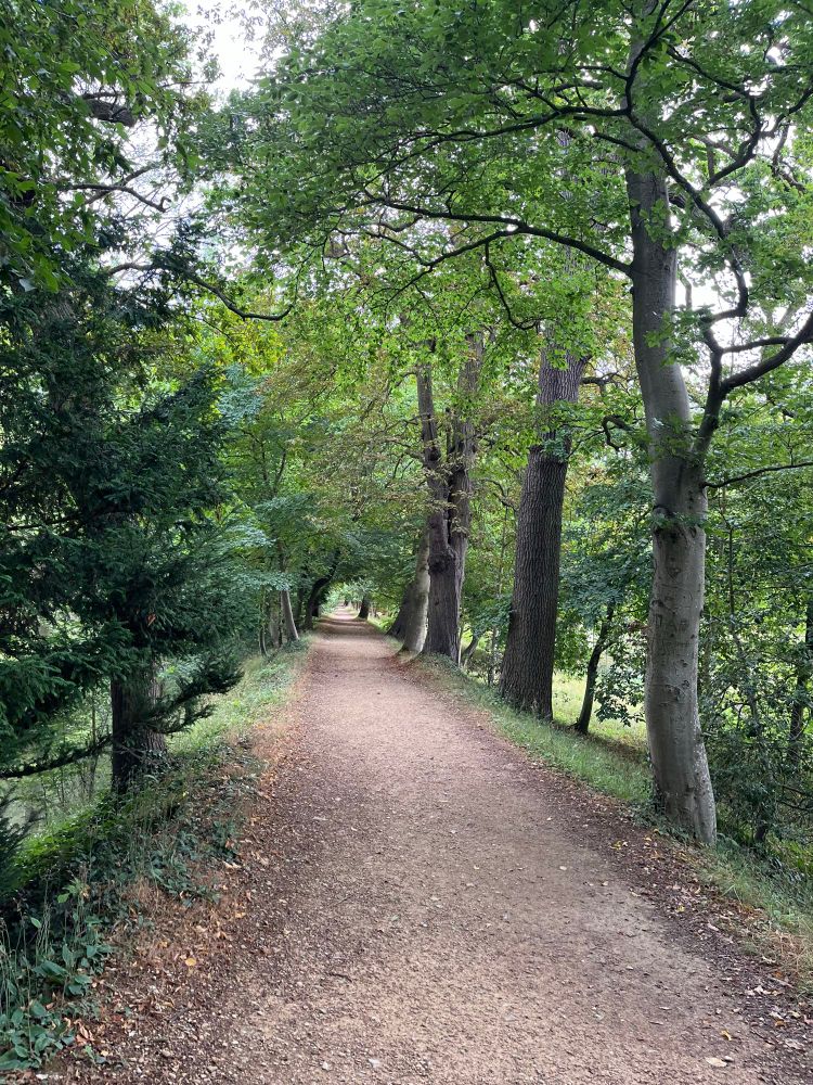 A path runs between trees.