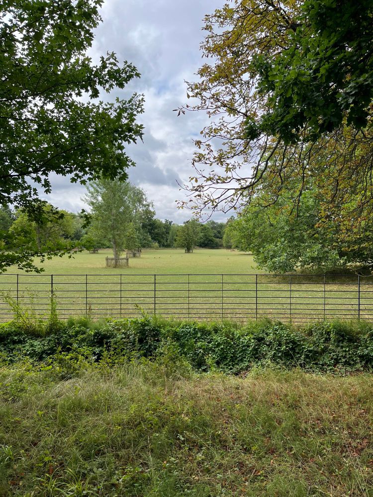 A pasture lies on the other side of a fence.