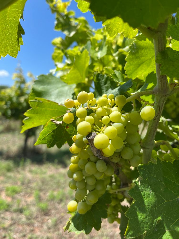 Green grapes grow on a vine.
