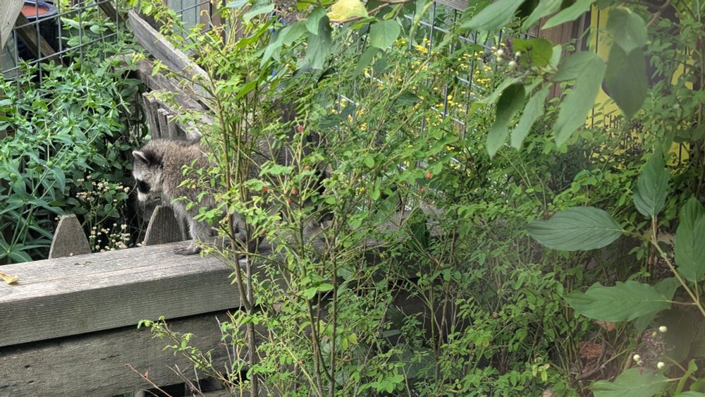 A fluffy baby raccoon on a fence partially hidden by red huckleberry plant