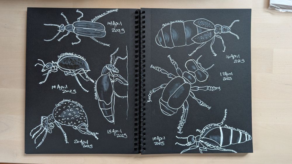 An open sketchbook with illustrations of 7 different types of blister beetles in white ink on black paper, some of them are long and round, some short and round, all strange beetle shapes