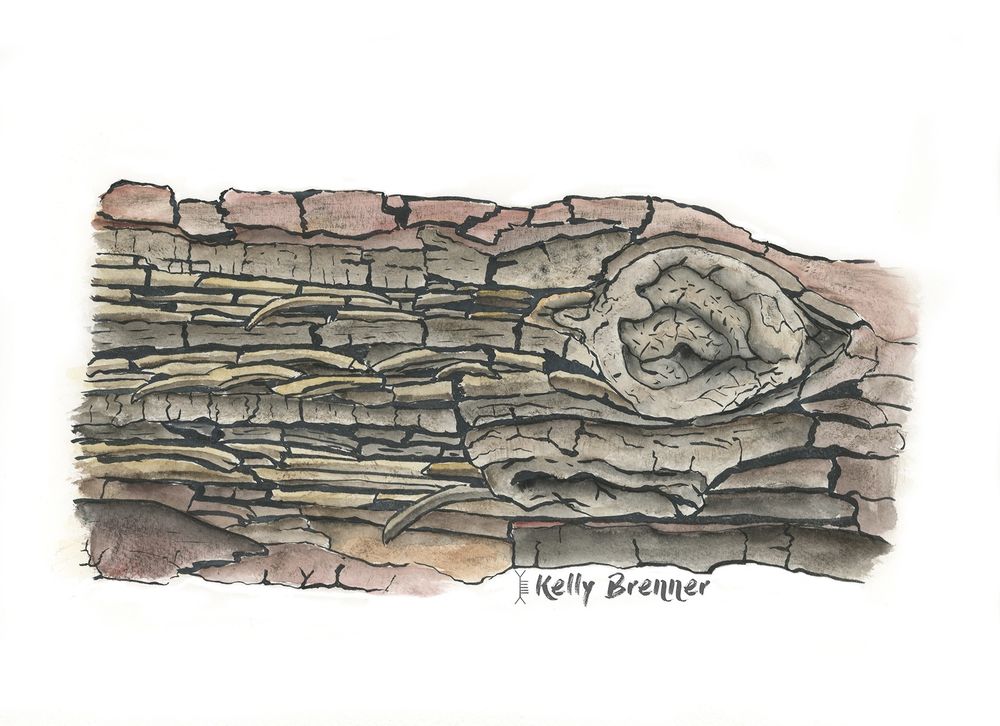 a watercolor illustration of a short length of tree trunk, the bark is flaky and peeling off in large chunky, it's reddish and yellow with a knot 