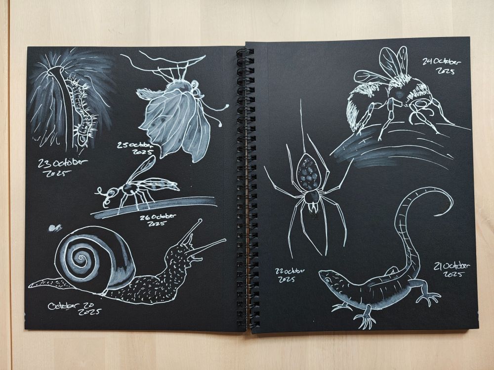 an open sketchbook with white ink illustrations of a snail, wasp, bee, spider, lizard, butterfly and larvae, on black paper
