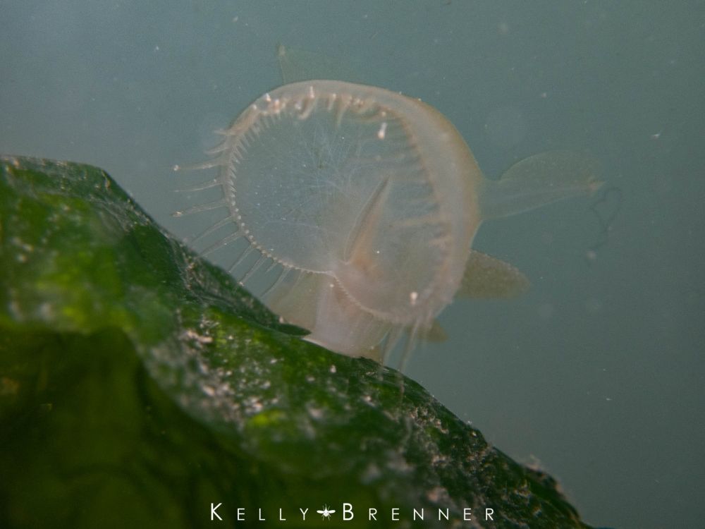 a look at the huge hood head with small tentacles lining it, as it filters out food from the water