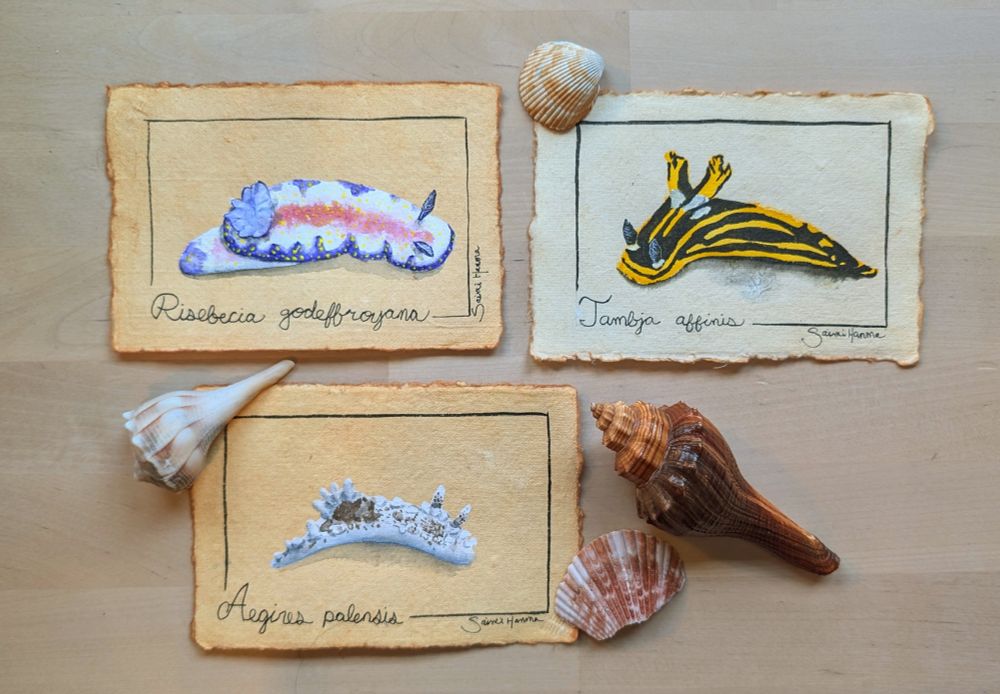 three watercolor paintings of nudibranchs on handmade brownish paper, surrounded by a variety of shells. one nudibranch is white with brownish spods, one is black with yellow lines, one is white with purple edges and reddish center