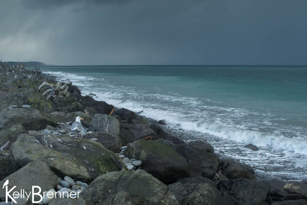 a photo from a rocky jetty of the sea which is a greenish color contrasted with dark blue clouds above, a single seagull stands on the jetty