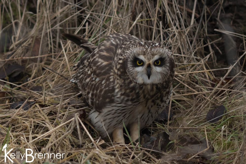 A short eared owl on the ground surrounded by dead grass, looking straight at the camera with killer eye liner and a surly pose