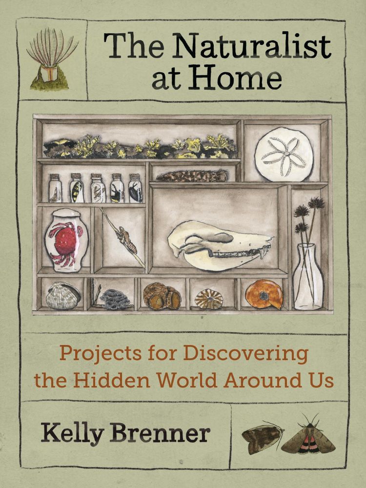 the book cover for the naturalist at home: projects for discovering the hidden world around us by kelly brenner. the central image is a curiosity cabinet with various items like skulls, shells and lichens.