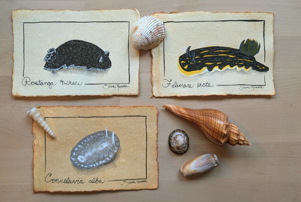 three watercolor paintings of nudibranchs on handmade brownish paper, surrounded by a variety of shells. one nudibranch is black with yellow stirpes, another is black with white specks, the last is whitish gray with white spots around the edge