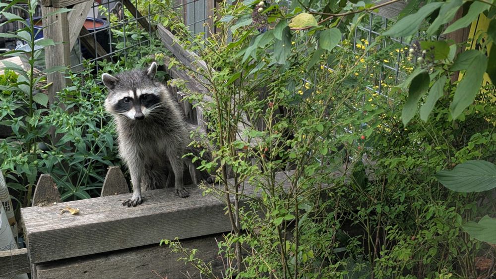 The mama raccoon on the fence looking at me with an expression that says, if you mess with my baby I'll murder your ass