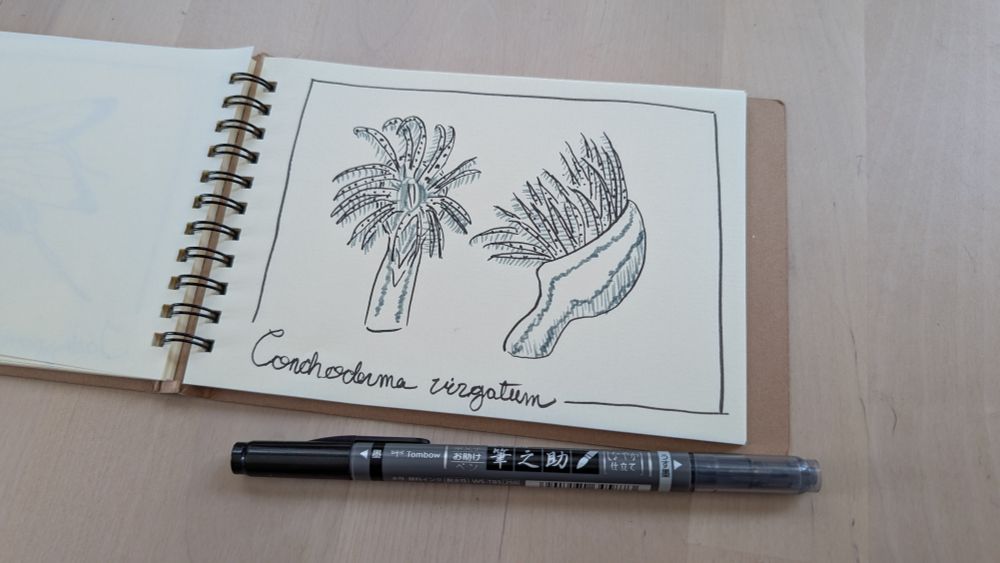 An open sketchbook with off white paper and an ink illustration of barnacles with stripes peduncles 