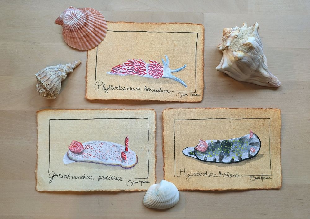 three watercolor paintings of nudibranchs on handmade brownish paper, surrounded by a variety of shells. one nudibranch is white with red cerata, one is white with red spots, the last is white with black splotches, yellow spots and red gills