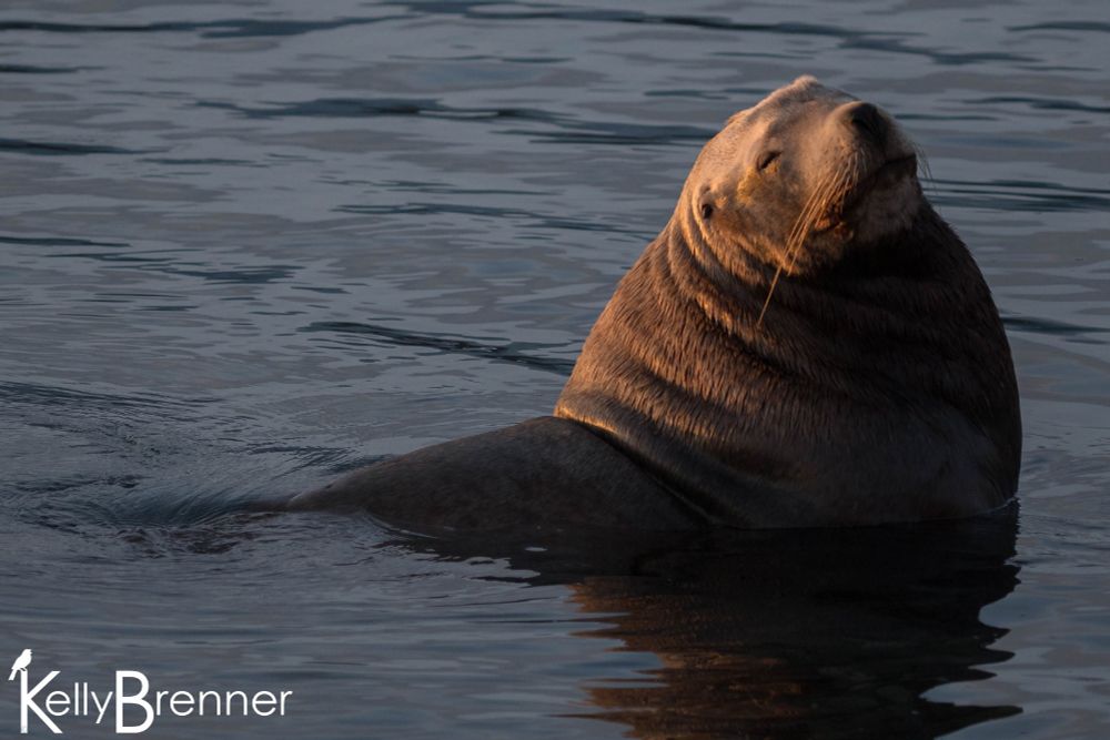 a huge ass chonky sea lion half in the water with eyes closed and a derpy smile, his back golden from the low winter sun