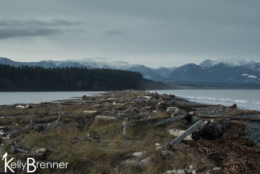 a view down a spit covered in low grass, driftwood and kelp, water on both sides a forest in the distance and behind that snow covered mountains