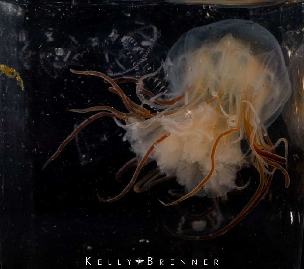 a translucent jelly with deep red long tentacles and whitish skirt like tentacles among assorted cross jellies, which are transparent bells