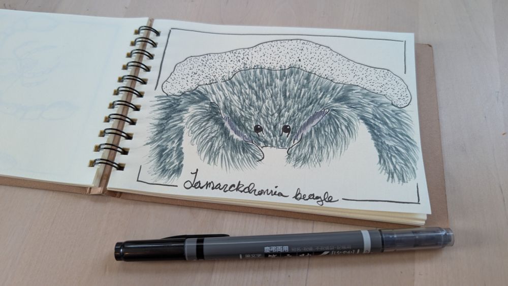 An open sketchbook with off white paper and an ink illustration of a very fluffy fuzzy crab wearing a sea sponge hat