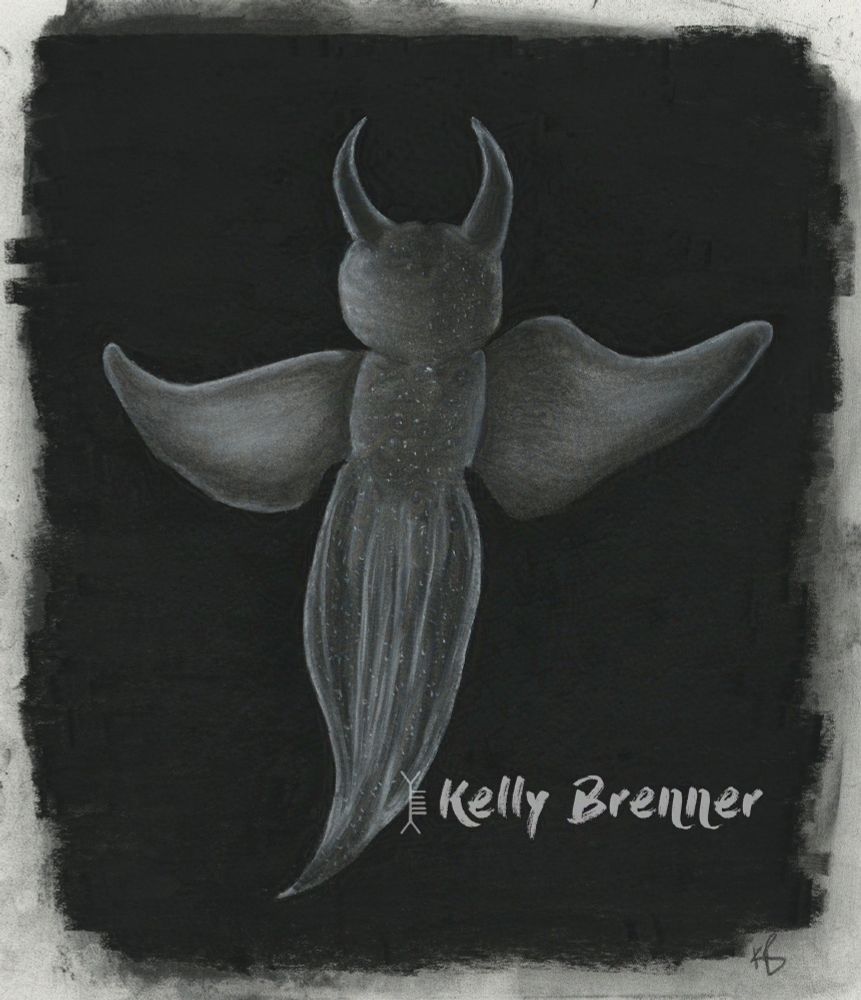a charcoal illustration of a sea angel, which is a sea slug which looks like a winged sluggy devil