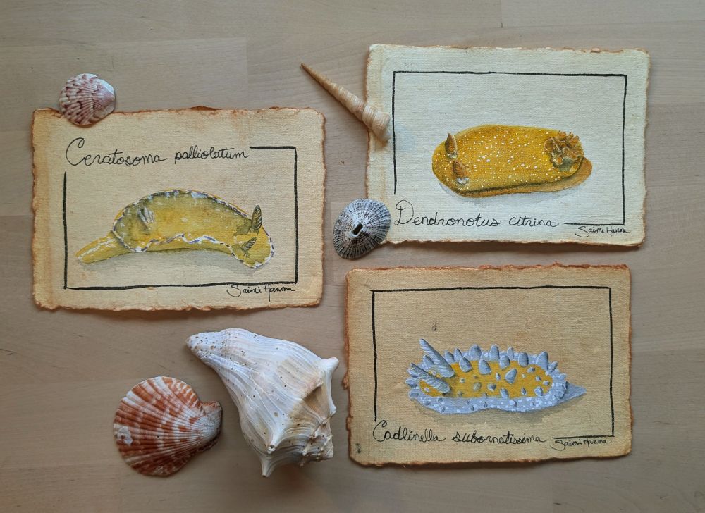 three watercolor paintings of nudibranchs on handmade brownish paper, surrounded by a variety of shells. all three are yellow, one has white spikey bumps, one has small white specks and the last has frilly edges