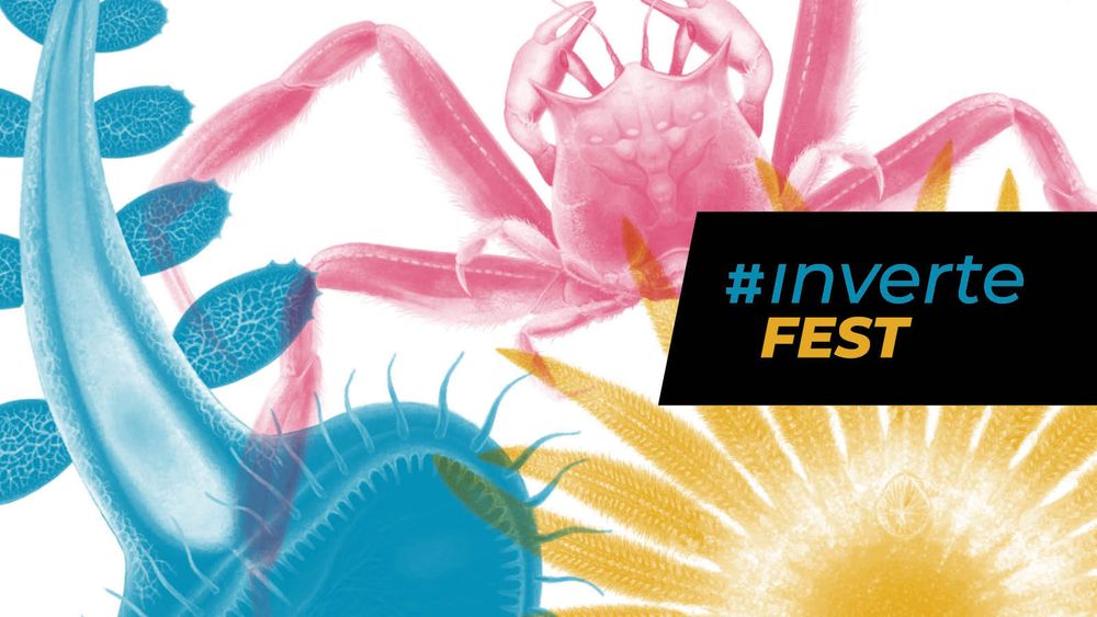 invertefest image with a blue melibe nudibranch, which looks like a tube with a huge hood and paddles, a pink crab with long legs and a yellow sunflower like invert