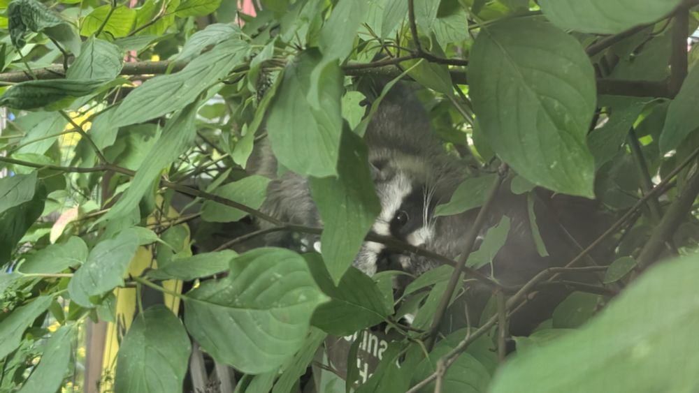 The mama and baby raccoon on a fence largely obscured by dogwood leaves, as the mama grooms the baby