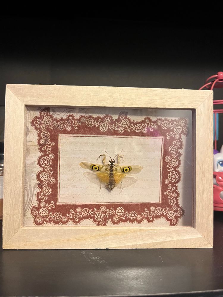 Pinned Pseudocreobotra (Spiny flower) mantis in a wooden frame box