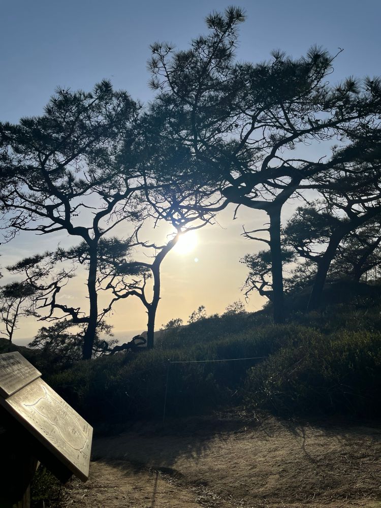 Sunlight shining through some torrey pines trees
