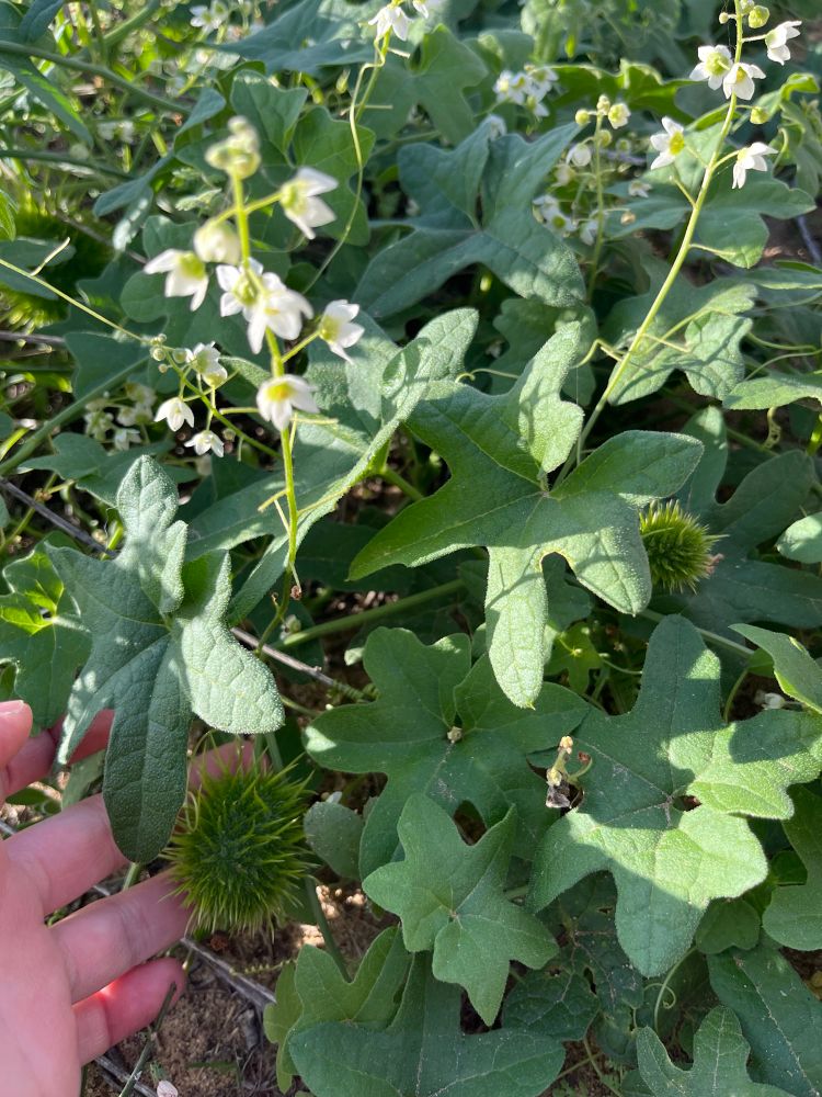 my hand touching a spiky little wild cucumber