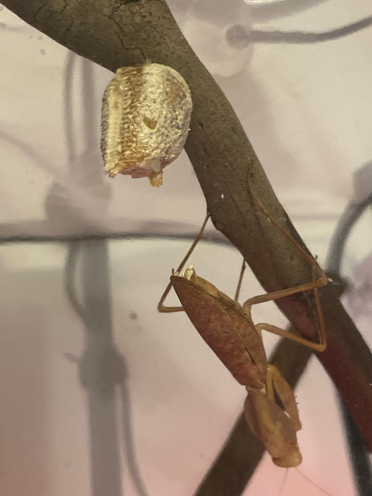 A good egg case made by Pumpkin the Rhombodera kirbyi! They both sit underneath a stick. 