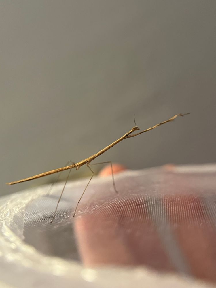 Thesprotia nymph reaching out into the distance 