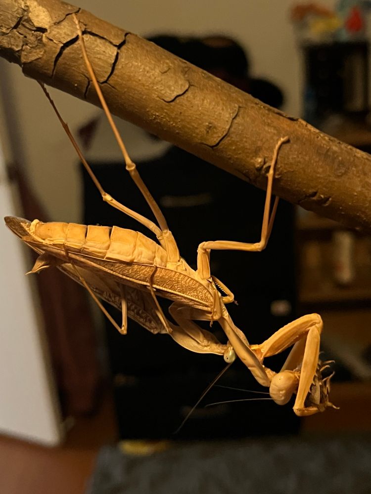 Rhombodera kirbyi pairing under a stick. The female is eating a roach!