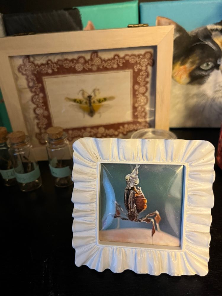 A white, ruffly baby picture frame displaying a baby ghost mantis. In the background are my molt bottles and a pinned Pseudocreobotra mantis