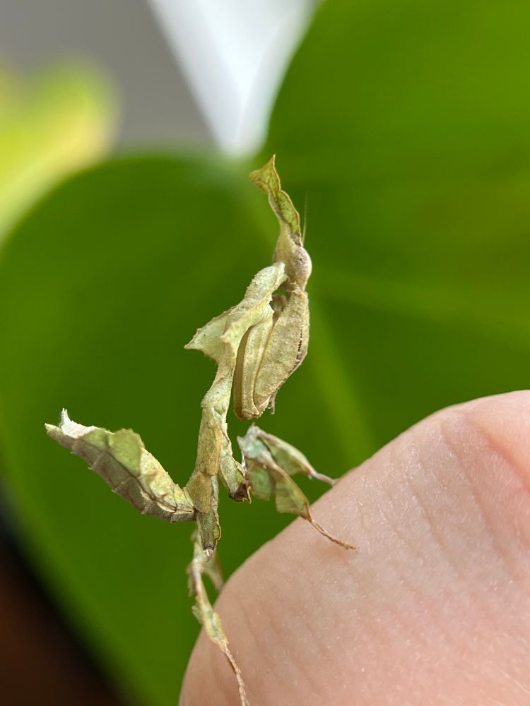 green ghost nymph female!