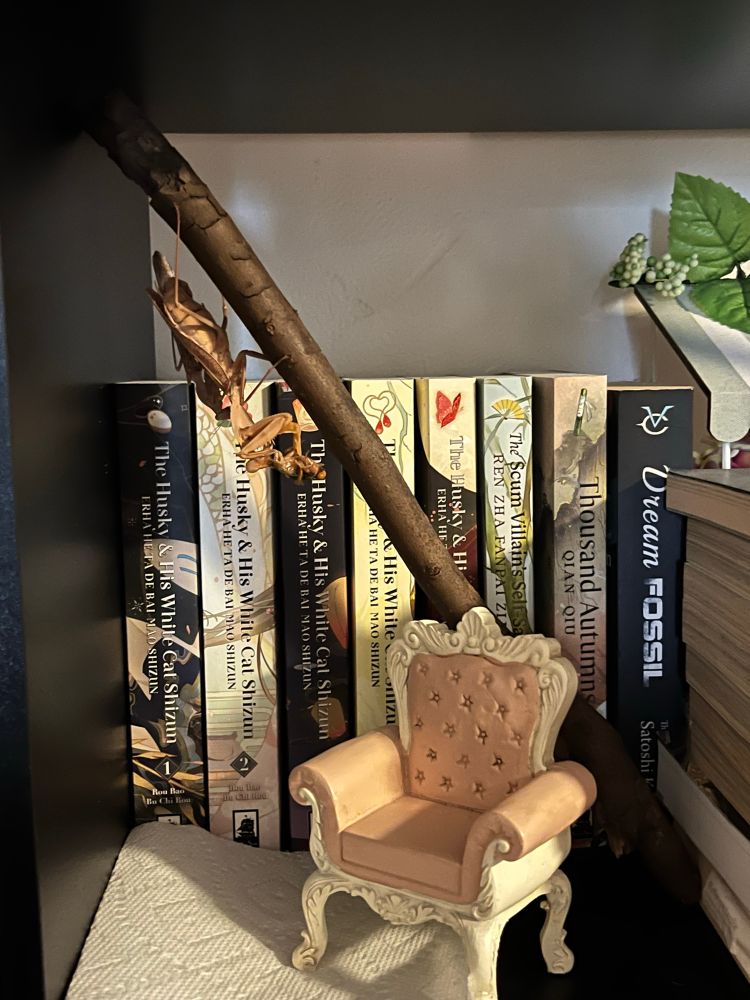 Rhombodera kirbyi pair sitting on a stick in my bookshelf. A little chair is under them. Their cuck chair