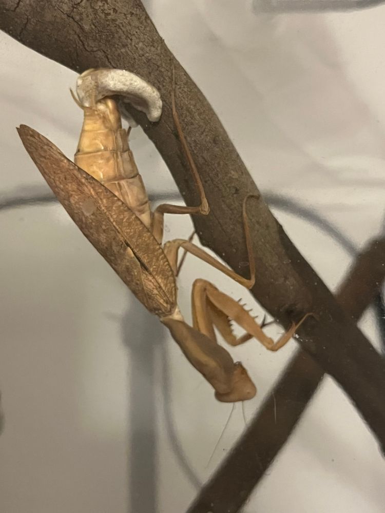 Rhombodera kirbyi starting to lay her eggs on a branch!