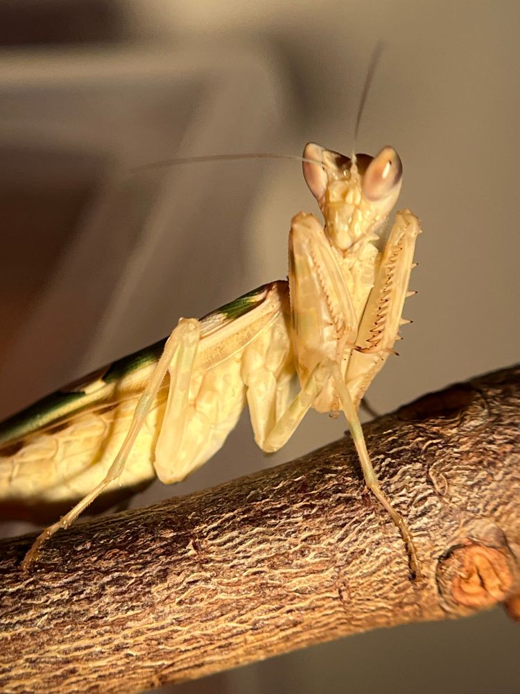 Creobroter yunnan mantis