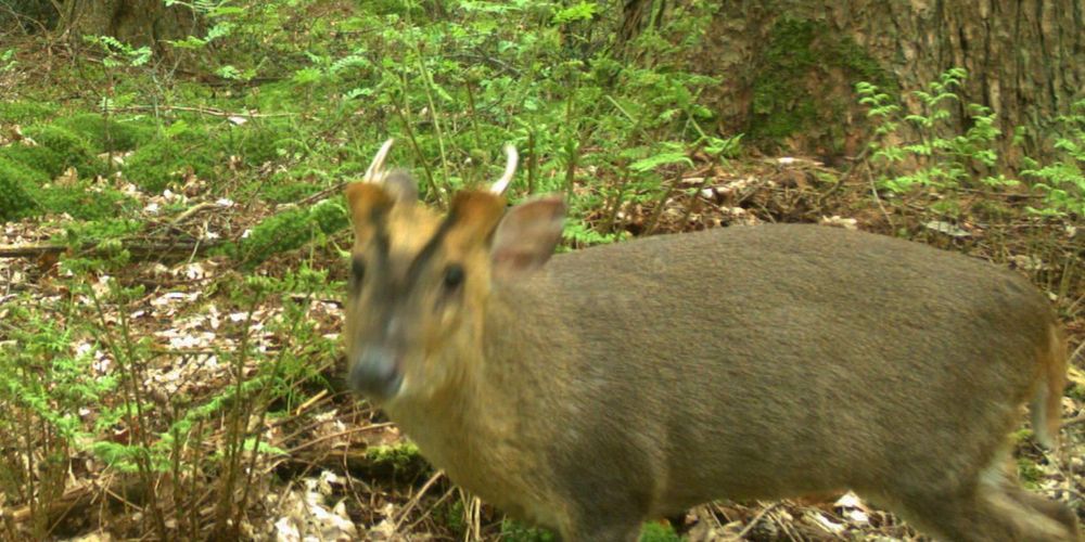 A cropped version of an image taken by a camera trap, featuring a Chinese muntjak (Muntiacus reevesi) looking into the camera.