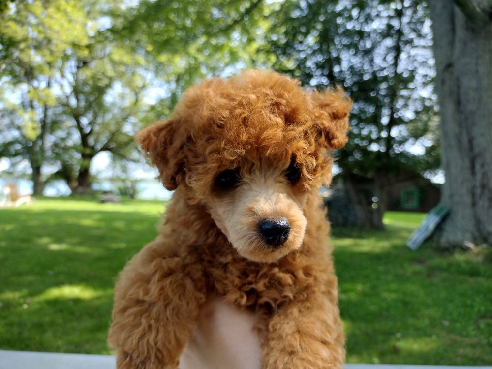 An image of a reddish brown toy poodle puppy being held up to look at the camera outside with a building and trees out of focus in the background.