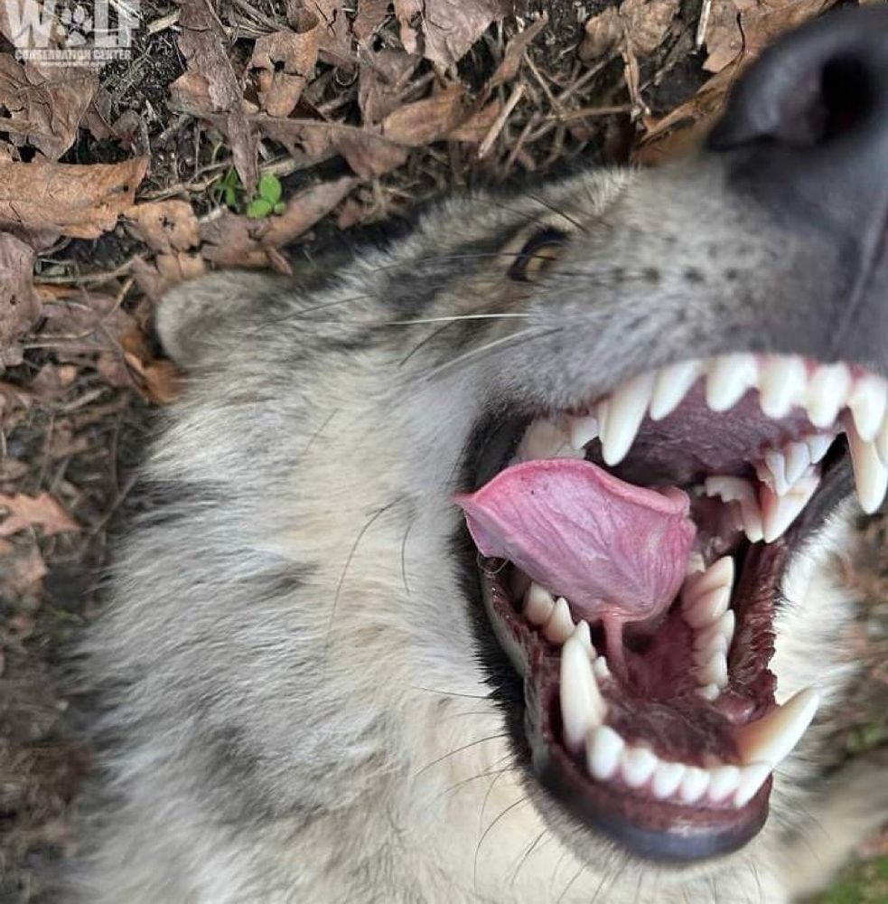 A wolf looking fucking crazy picture taken mid play while it’s panting and rolling on the floor it’s mouth is open and it’s tongue is out and it looks overwhelmingly happy