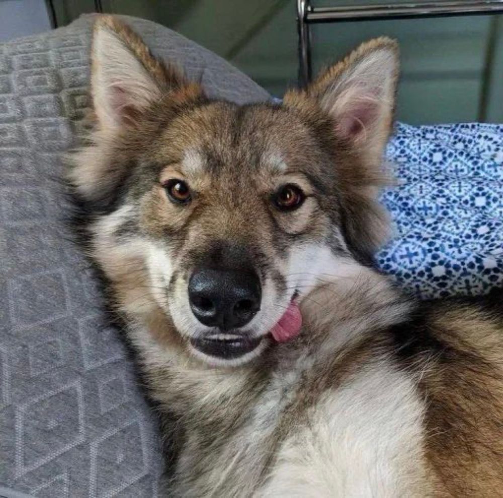 image of brown wolf on someone’s couch looking very silly with its tongue hanging out of the side of its muzzle looking very tongue face emoji and relaxed but posing for the camera 