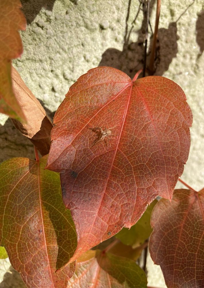 Eine helle Spinne sitzt auf einem rötlichen Blatt, dessen Form an ein Herz erinnert, dahinter sieht man noch ein paar andere Blätter und weiße Hauswand 