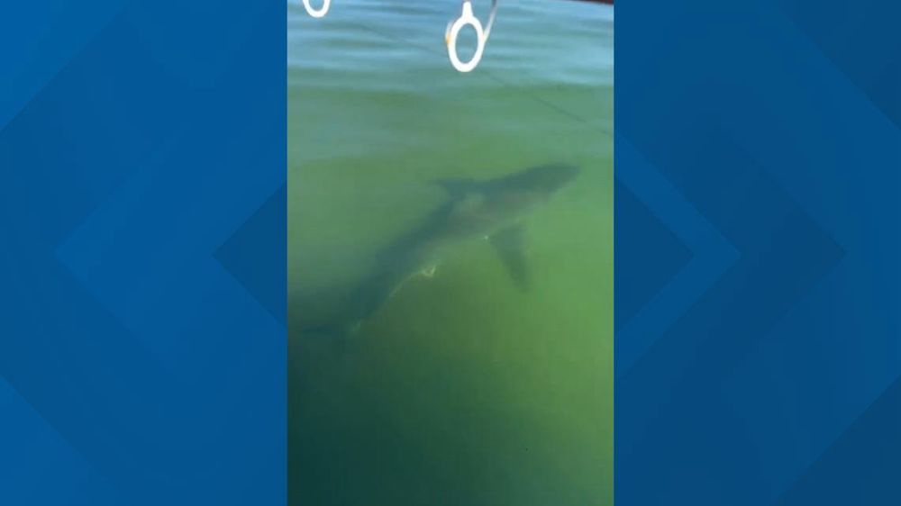 The reported sighting on Saturday morning was about 200 feet offshore in relatively shallow waters.