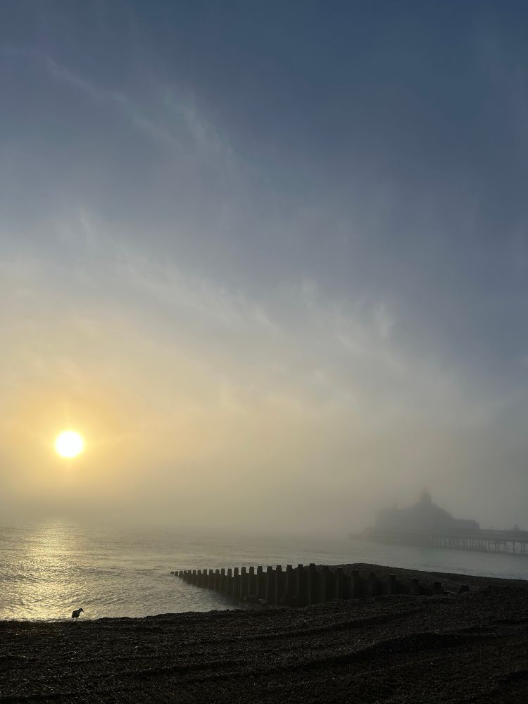 Seagull at sunrise in a sea-fret in Eastbourne, East Sussex