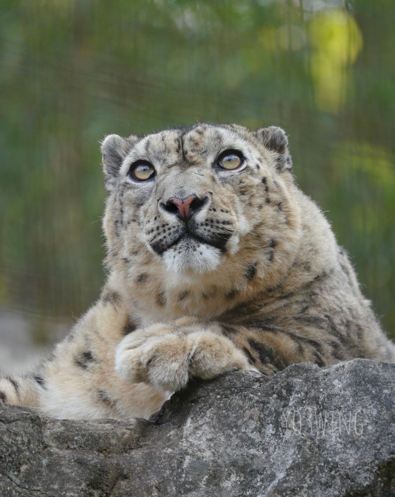 お目々きらきらミルチャん