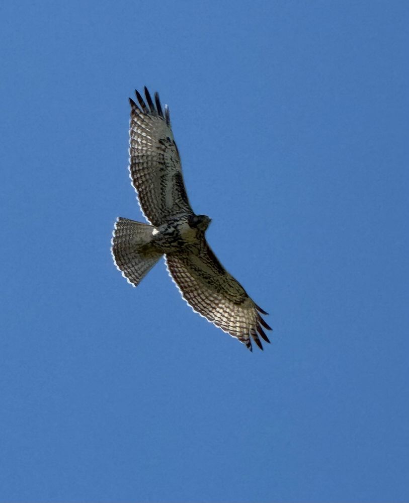Juvenile red-tailed hawk, without a red tail. It is brown and white striped.