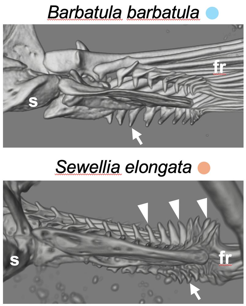 On top, a CT reconstruction showing the ancestral cypriniform fin condition with ventral flanges (arrow) and simple dorsal aspect. On bottom, a CT reconstruction of a hillstream loach with derived ectopic dorsal flanges (arrowheads)
